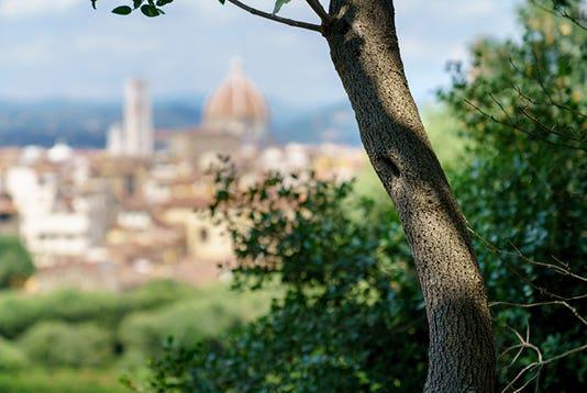 Diffusore Ambiente Giglio Di Firenze Dr. Vranjes Firenze - Image 15